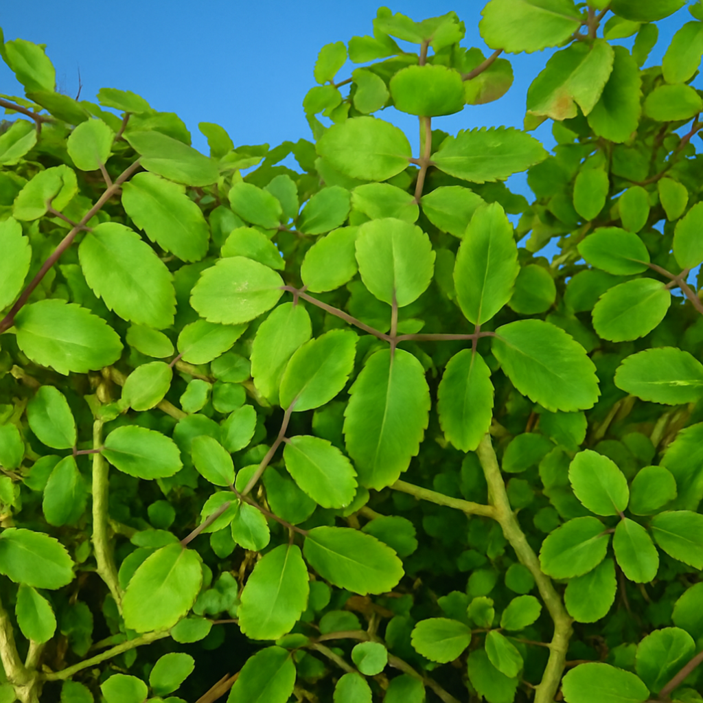 bryophyllum pinnatum